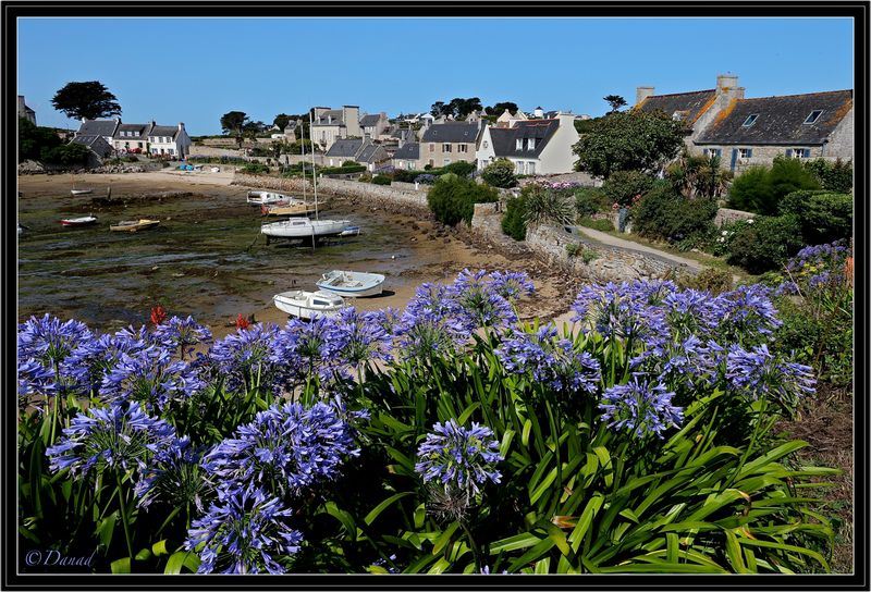 Agapanthus.
