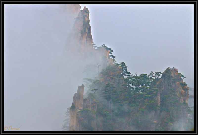 Floating Rocks and Pines.