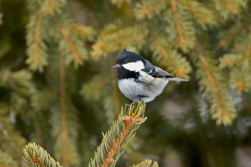 Coal tit (Periparus ater)