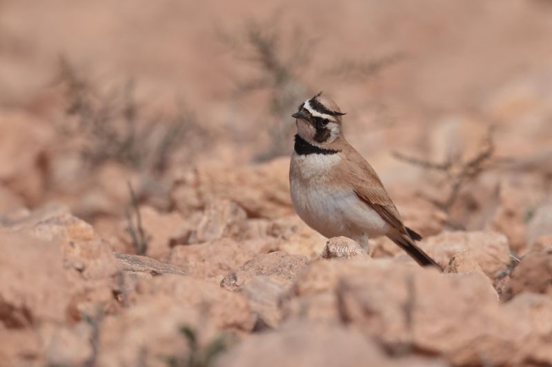 Temmincks Lark (Eremophila bilopha)