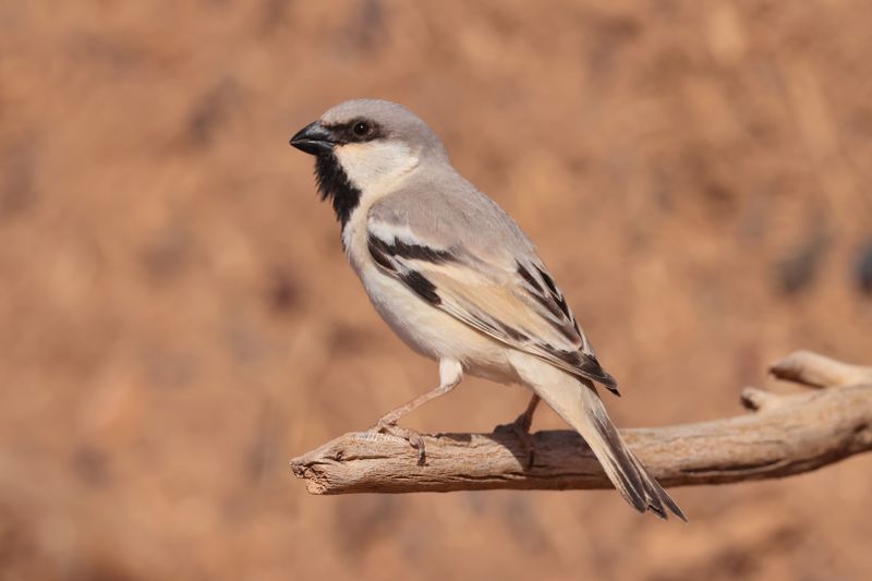 desert sparrow (Passer simplex)
