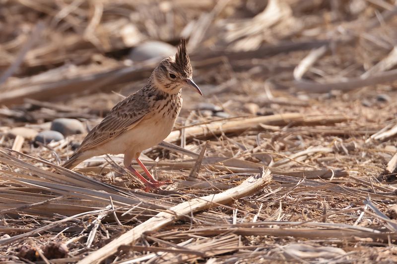Maghreb crested lark (Galerida macrorhyncha)