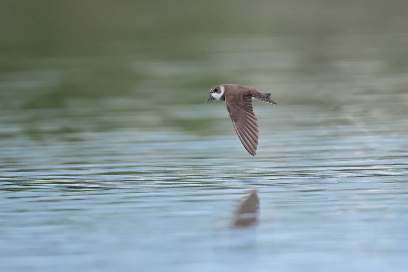 sand martin (Riparia riparia)