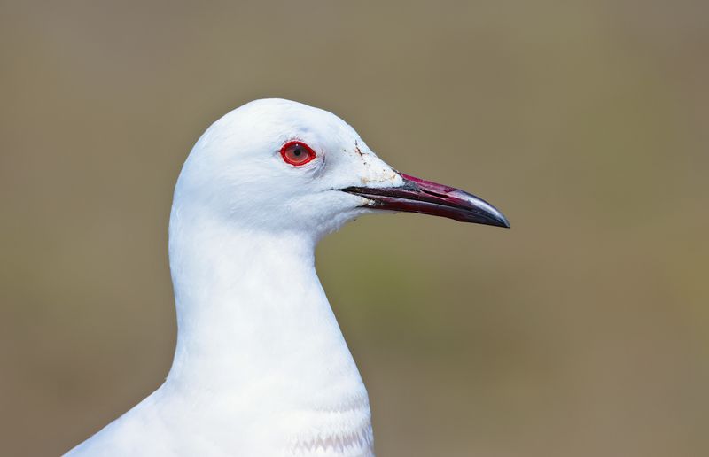 Slender-billed Gull (Chroicocephalus genei)