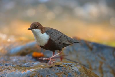 Dipper (Cinclus cinclus)