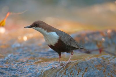 Dipper (Cinclus cinclus)