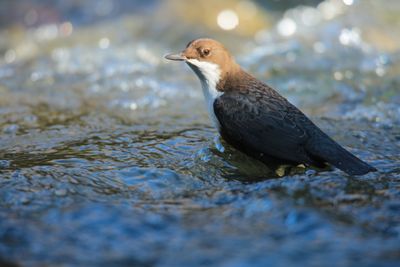 Dipper (Cinclus cinclus)