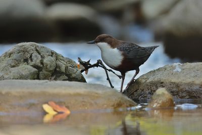 Dipper (Cinclus cinclus)