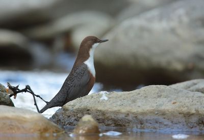 Dipper (Cinclus cinclus)