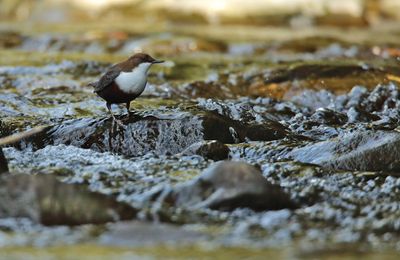 Dipper (Cinclus cinclus)