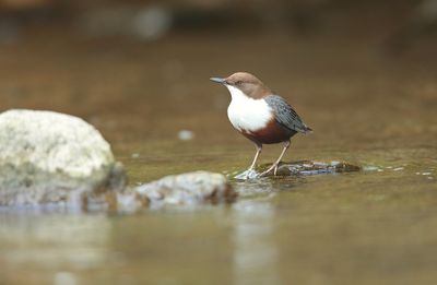 Dipper (Cinclus cinclus)