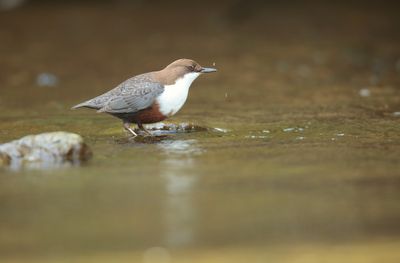 Dipper (Cinclus cinclus)