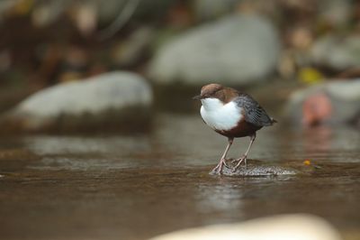 Dipper (Cinclus cinclus)