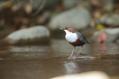 Dipper (Cinclus cinclus)