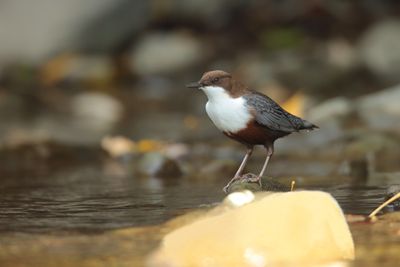 Dipper (Cinclus cinclus)