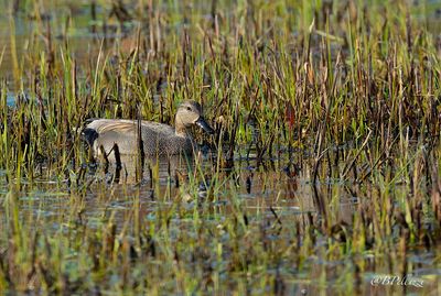 Gadwall (Anas strepera)