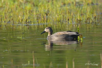 Gadwall (Anas strepera)