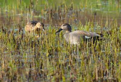 Gadwall (Anas strepera)