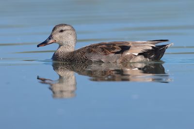 Gadwall (Anas strepera)