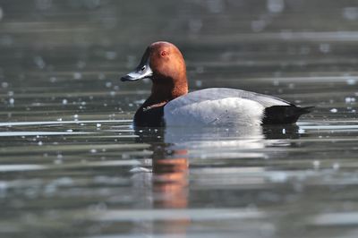 Common pochard