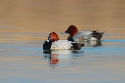 Common pochard