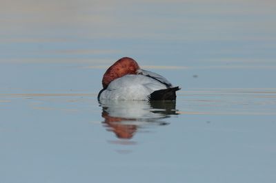 Common pochard