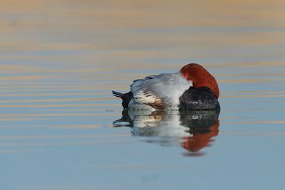 Common pochard