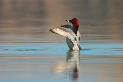 Common pochard