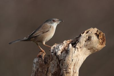 Sardinian warbler (Sylvia melanocephala)