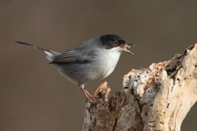 Sardinian warbler