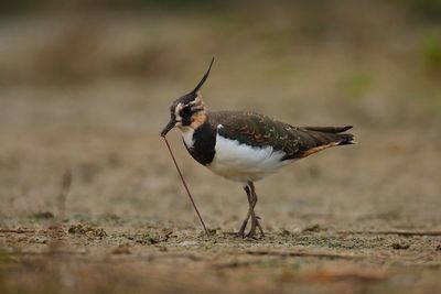 Northern Lapwing (Vanellus vanellus)