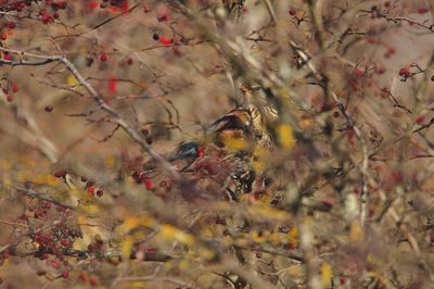Fieldfare (Turdus pilaris) 