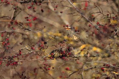 Fieldfare (Turdus pilaris) 