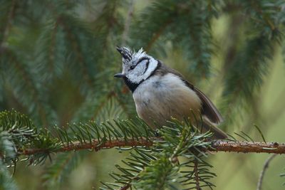 Crested tit (Lophophanes cristatus) 