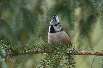 Crested tit (Lophophanes cristatus) 
