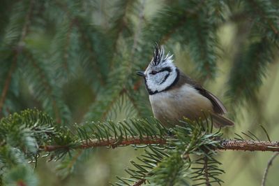 Crested tit (Lophophanes cristatus) 