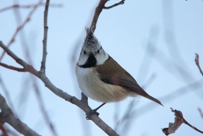 Crested tit (Lophophanes cristatus) 