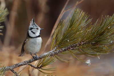 Crested tit (Lophophanes cristatus) 