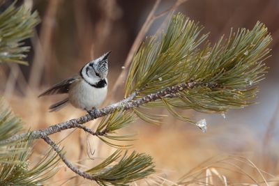 Crested tit (Lophophanes cristatus) 