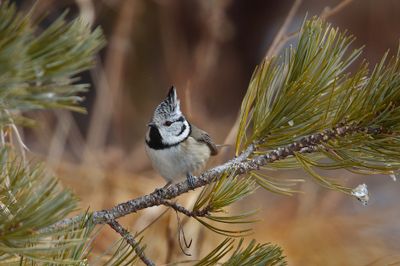 Crested tit (Lophophanes cristatus) 
