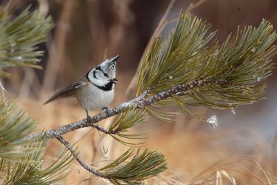 Crested tit (Lophophanes cristatus) 