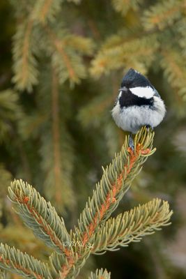 Coal tit