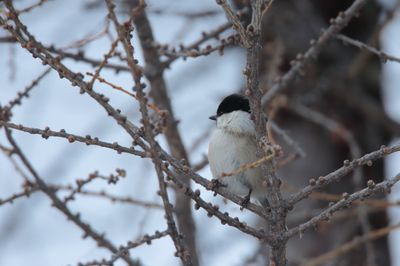 willow tit (Parus montanus)
