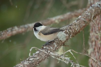 Willow tit