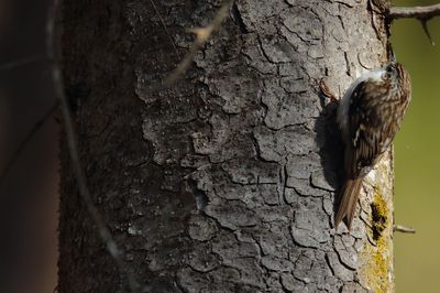 Common tree creeper (Certhia familiaris)