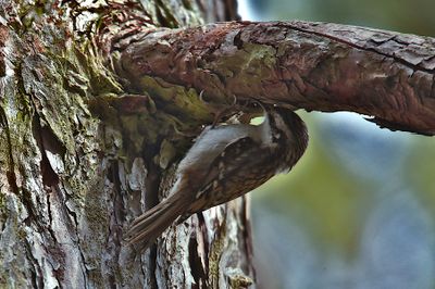 Common tree creeper (Certhia familiaris)
