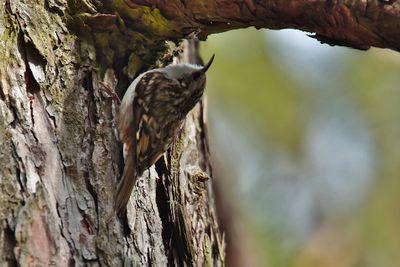 Common tree creeper (Certhia familiaris)