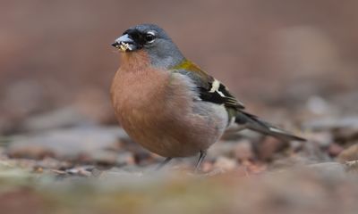 African Chaffinch (Fringilla coelebs africana)