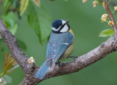 African blue tit (Cyanistes teneriffae)