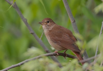 Nightingale (Luscinia megarhynchos)